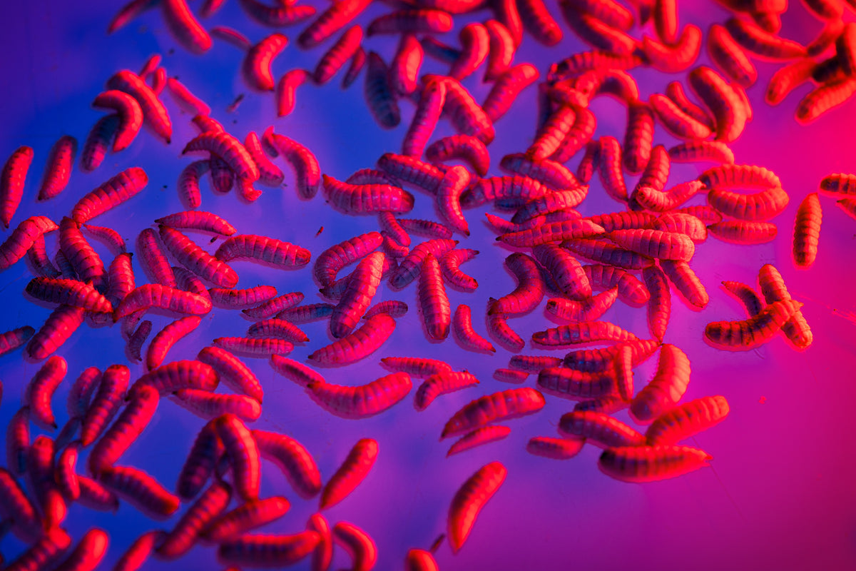 Tạp Chí SMITHSONIAN (USA) Magazine #January / February 2026