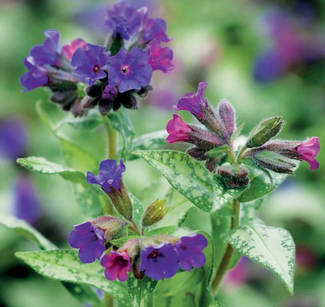 Tạp Chí The English Garden Magazine #April 2025 - Kallos Vietnam