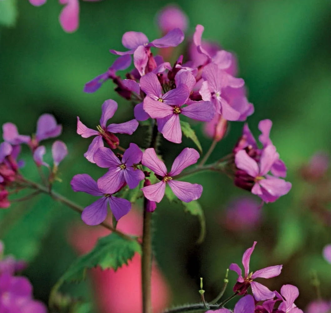 Tạp Chí The English Garden Magazine #May 2025