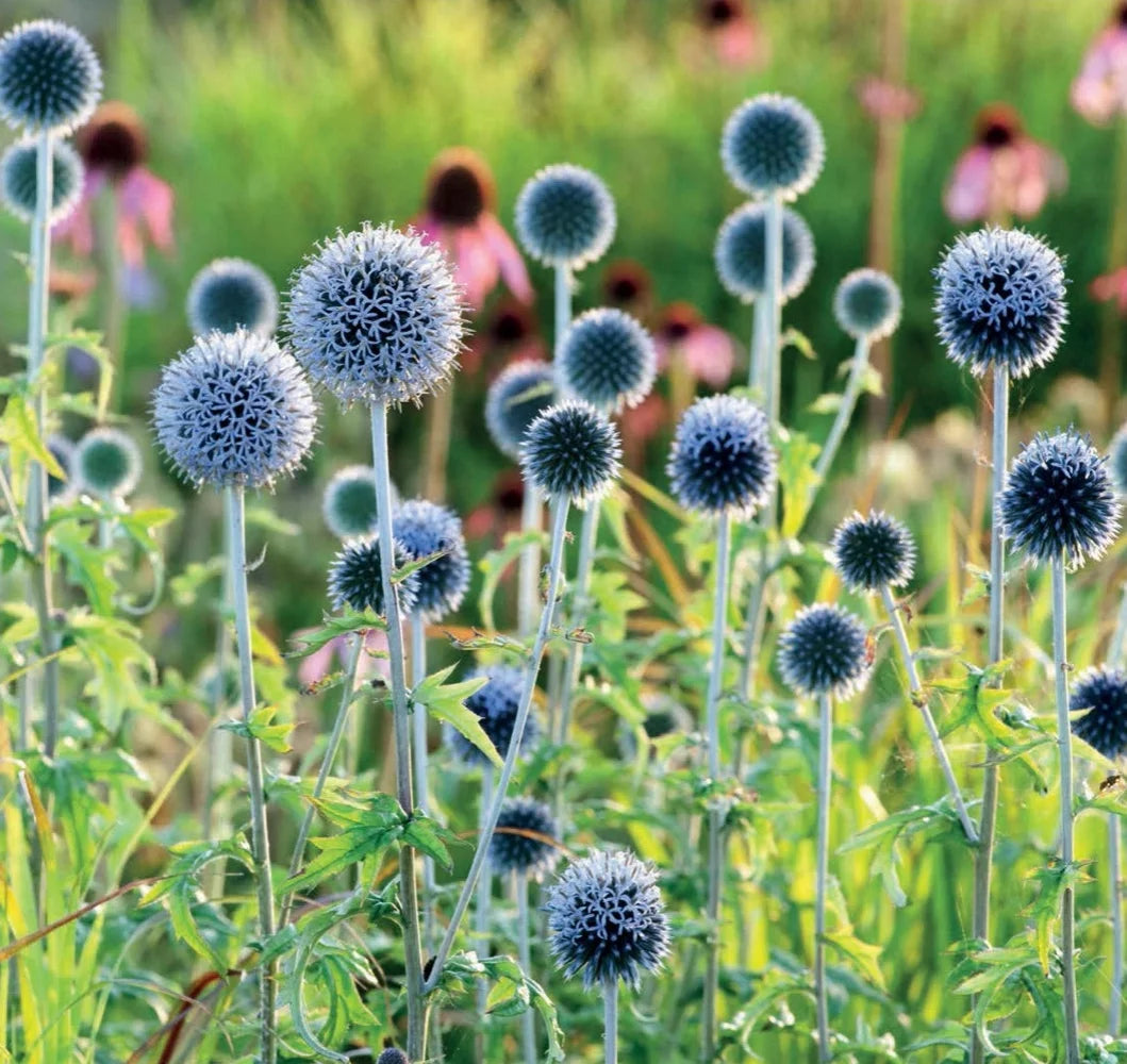 Tạp Chí The English Garden (UK) Magazine #August 2025