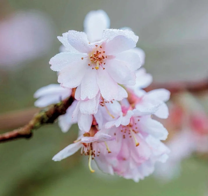 Tạp Chí The English Garden (UK) Magazine #January 2026