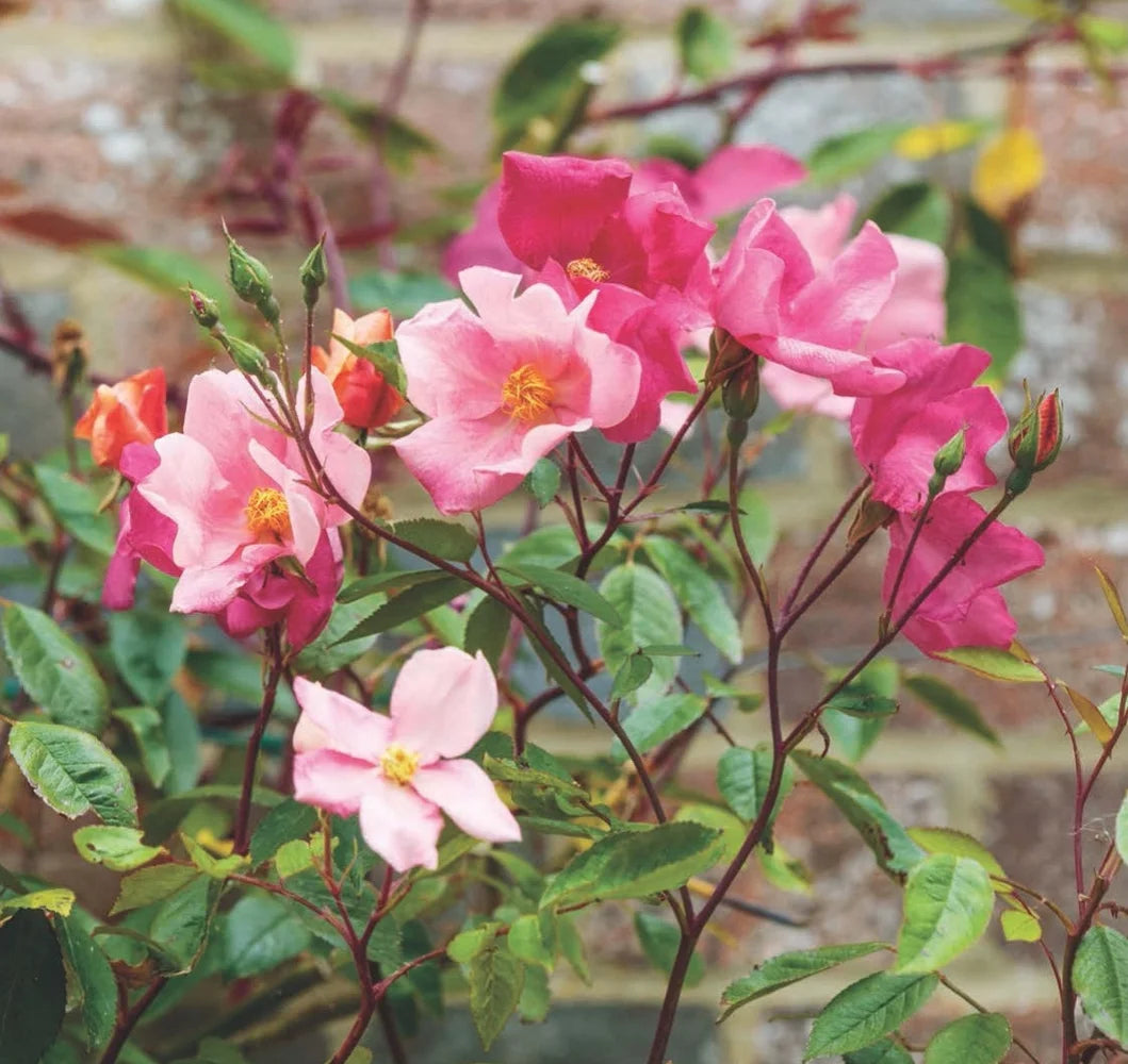 Tạp Chí The English Garden (UK) Magazine #July 2025-Kallos