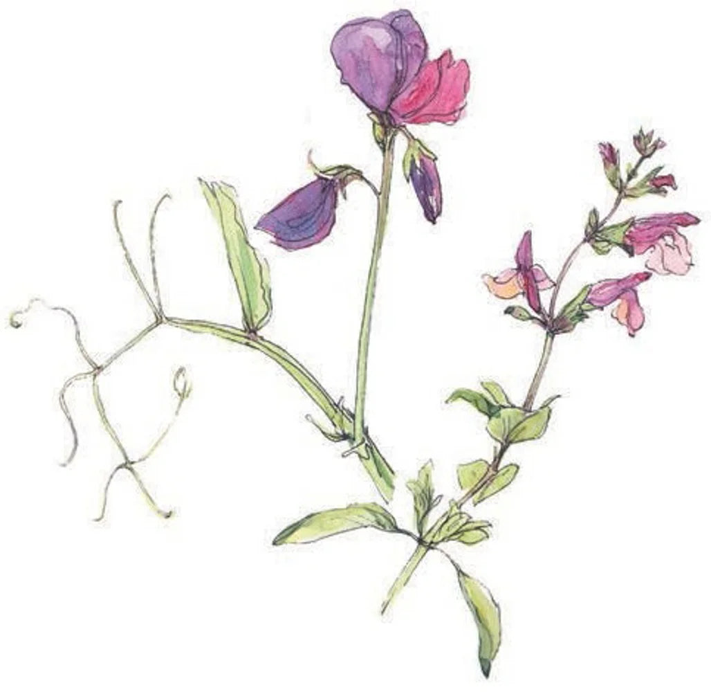 Tạp Chí The English Garden (UK) Magazine #July 2025