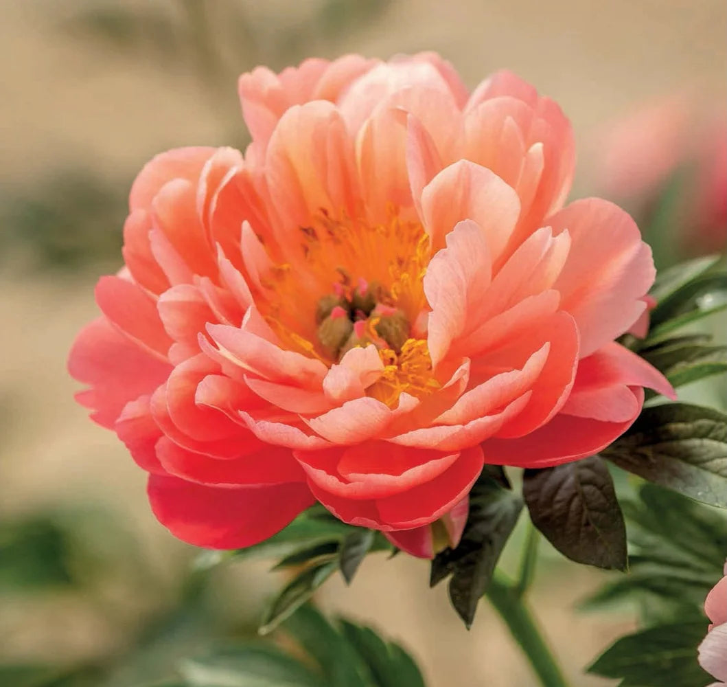 Tạp Chí The English Garden (UK) Magazine #June 2025-Kallos