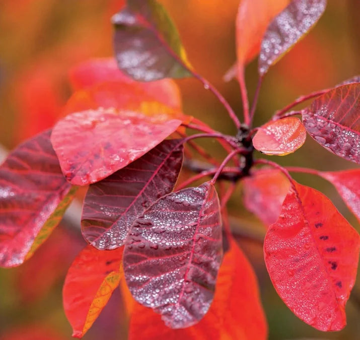 Tạp Chí The English Garden (UK) Magazine #November 2025