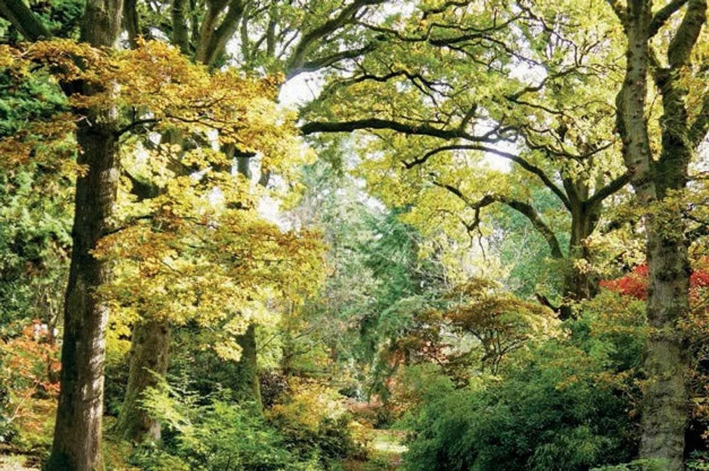 Tạp Chí The English Garden (UK) Magazine #November 2025-Kallos
