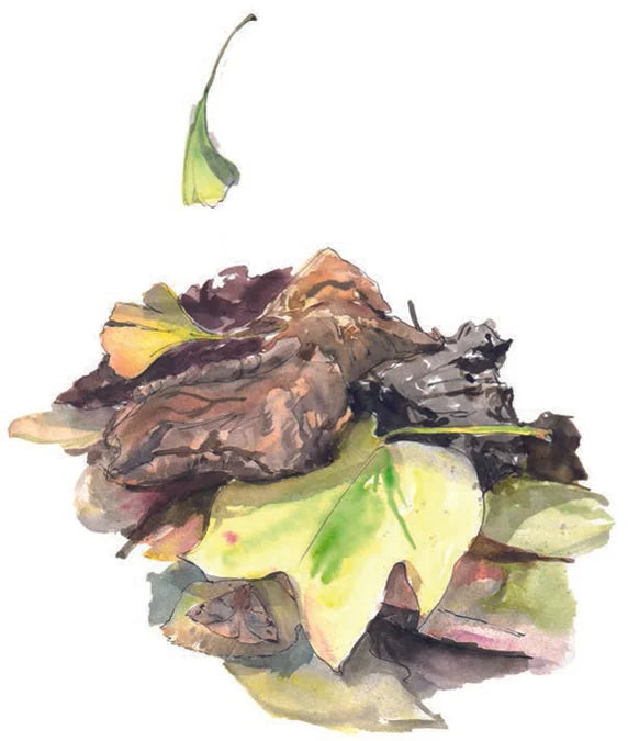 Tạp Chí The English Garden (UK) Magazine #November 2025