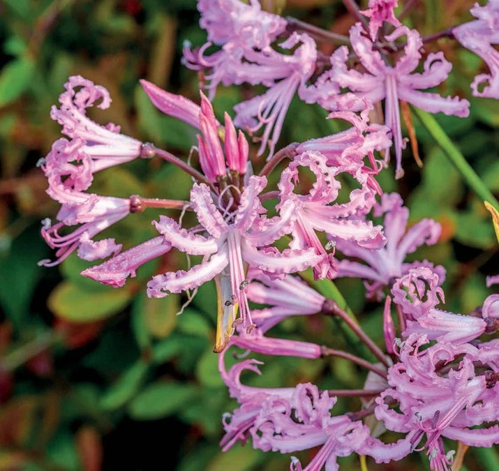 Tạp Chí The English Garden (UK) Magazine #October 2025-Kallos