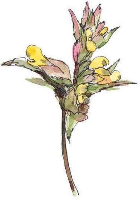 Tạp Chí The English Garden (UK) Magazine #October 2025