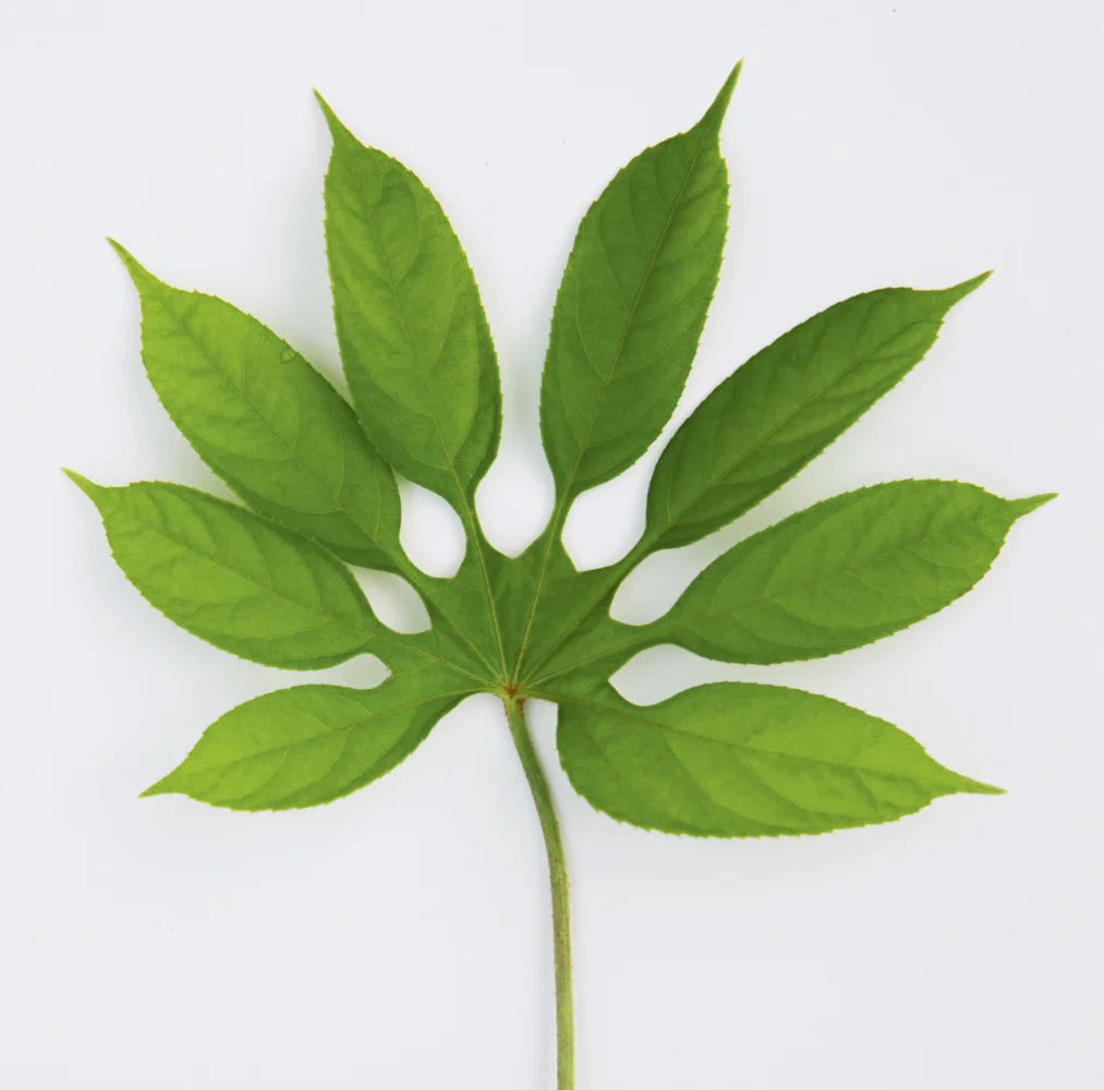 Tạp Chí The World Of Interiors (UK) Magazine #July 2025