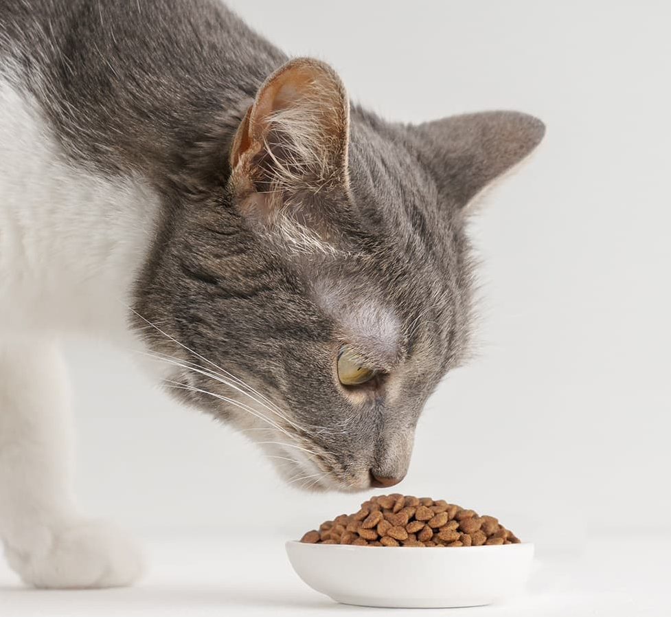 Thức Ăn Mèo DAEJOO CATSRANG Cats And All Ages Dry Cat Food - Kallos Vietnam
