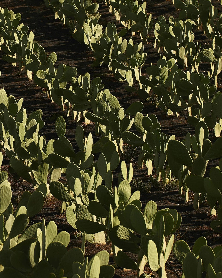 Tinh Chất Dưỡng Tóc DIOR Sauvage Hair Serum