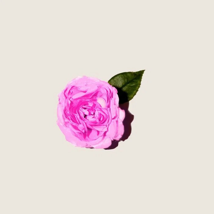 Tinh Dầu ALQVIMIA Bulgarian Rose Essential Oil-Kallos