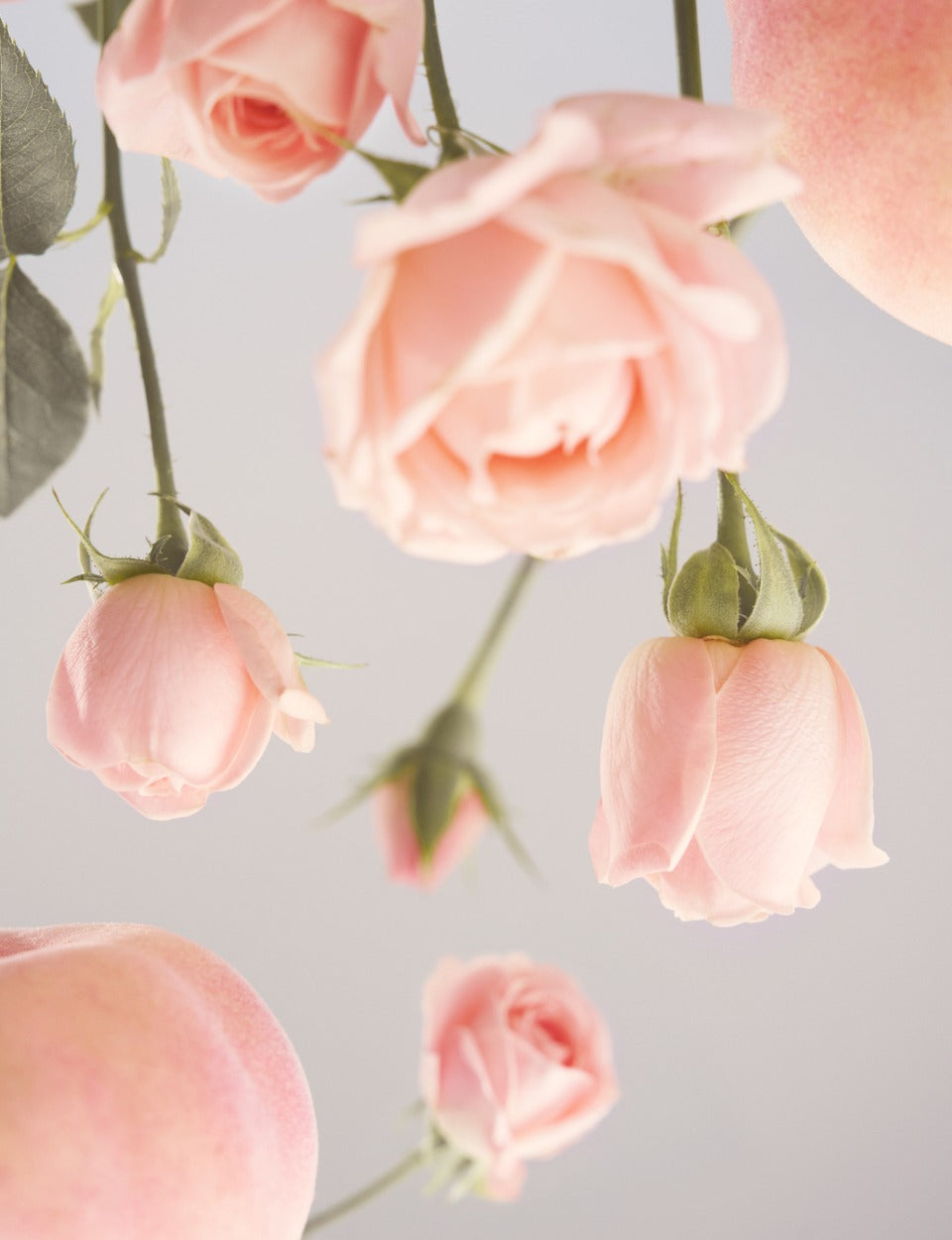 Trà OSULLOC Chamomile Rosy Peach Tea