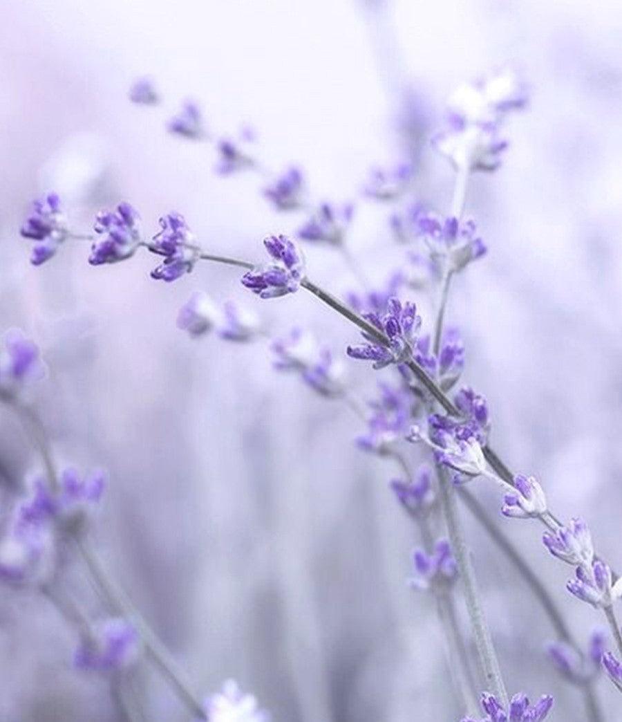 Bông Tai Wing Bling Lavender Bloom 2 Earrings - Kallos Vietnam