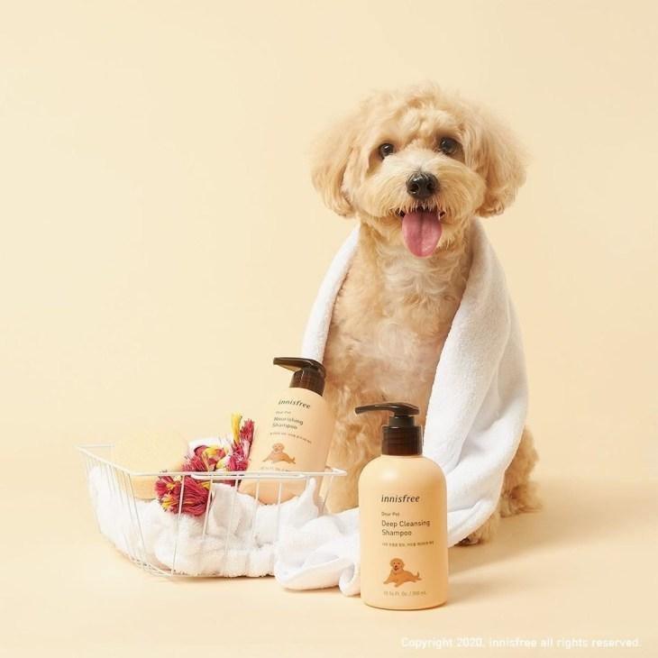 Dầu Gội Innisfree Dear Pet Shampoo - Kallos Vietnam