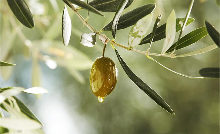 Dưỡng Thể Innisfree Olive Real Body Oil - Kallos Vietnam