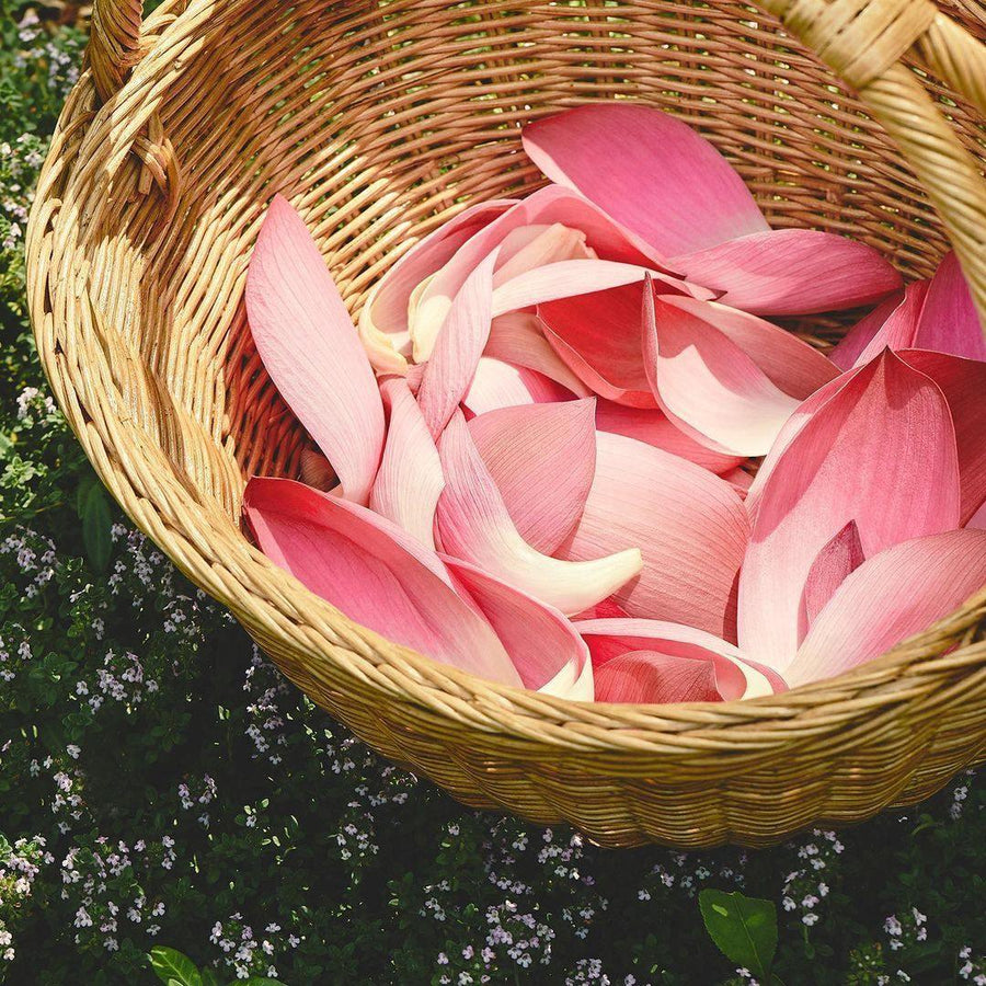 Kem Dưỡng Mamonde Rose Water Soothing Gel - Kallos Vietnam